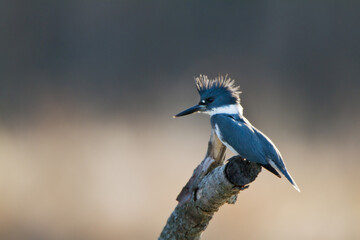 Fototapeta premium 01186-00918 Belted Kingfisher (Ceryle alcyon) male at wetland, Marion Co., IL