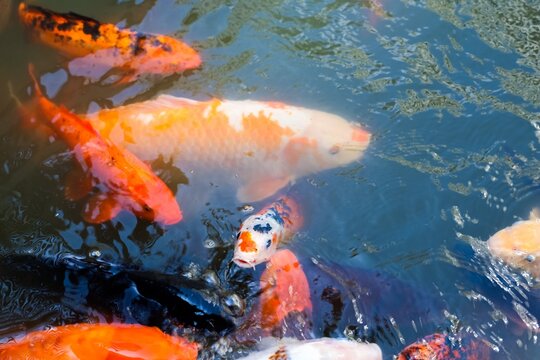 Colorful koi fish swimming in a garden pond