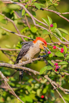 01196-04319 Red-bellied Woodpecker (Melanerpes carolinus) male eating serviceberries Marion Co.IL