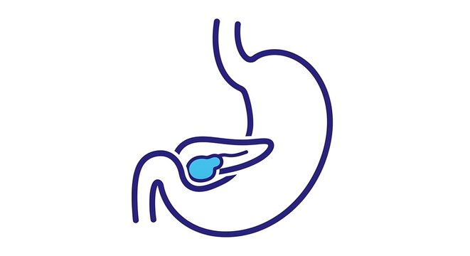 Stomach anatomy with gallbladder illustration.