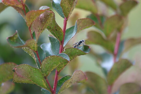 Close up of a small black parasitoid wasp on a green crepe myrtle leaf with wet droplets