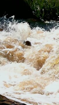 Vertical video: Surfacing brown otter fighting rapids in fast river, with foam, rocks, grassy bank