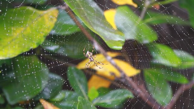 A spider resting in the center of a dewcovered orb web among green and yellow leaves