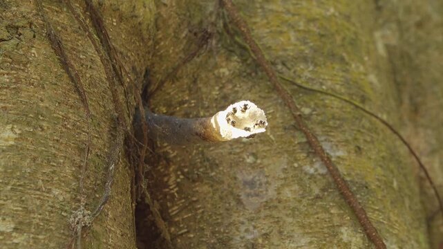 Close Up of Stingless Bees Building Nest Entrance on Jungle Tree