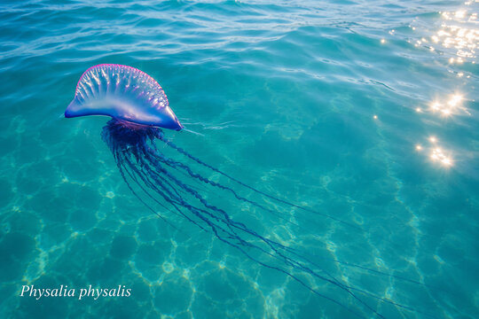 A purple jellyfish, Physalia physalis, floats in clear, sunlit turquoise ocean water.