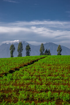 Vibrant terraced fields stretch across rolling hills. Mountains loom in the distance under soft clouds. Farmland displays neat rows of prepared soil and green crops