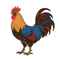 rooster isolated on white background © 花荣 陈