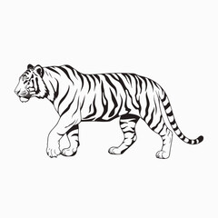 Fototapeta premium Tiger walking vector illustration, powerful big cat in black and white, wildlife animal predator graphic.