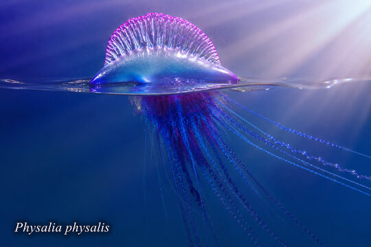 A vibrant purple and blue physalia physalis, or Portuguese man o' war, floats in the deep blue ocean water.