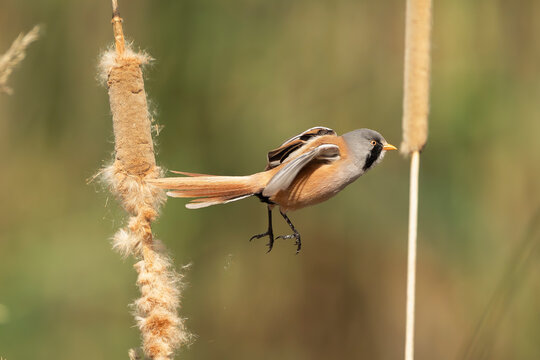 Male bearded reedling - Panurus biarmicus mid-flight between bulrushes in El Taray, Spain. Action wildlife stock photo.