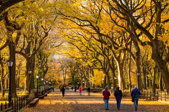 People stroll along a tree-lined path covered in autumn foliage, enjoying a leisure urban lifestyle walk through Central Park, Manhattan, New York City.