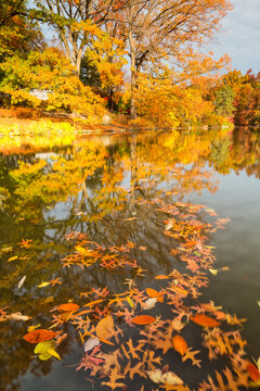 Autumn leaves float on a calm pond reflecting vibrant fall foliage in Central Park, New York City, highlighting a serene tourism destination for seasonal nature and outdoor exploration.