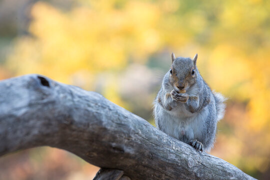 Eastern grey squirrel eating a nut perched on a tree branch in an autumnal forest setting, capturing urban wildlife tourism in Central Park, Manhattan, New York City, USA.