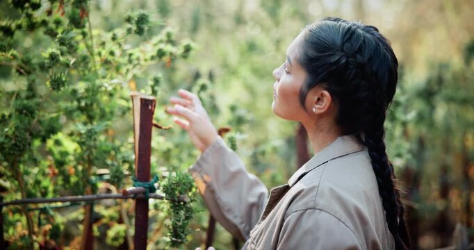 Woman, farm and inspection in greenhouse for cannabis, production or hemp for sustainability. Agriculture, small business and cultivator with marijuana for growth, harvest or startup for eco textile
