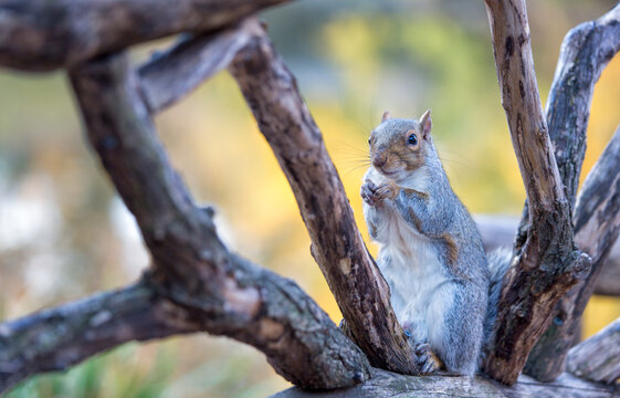 Eastern gray squirrel perched on tree branches in an outdoor nature setting, capturing a moment of wildlife exploration in Central Park, Manhattan, New York City.