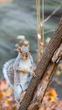 Eastern gray squirrel standing on a tree trunk in an outdoor nature setting, representing urban wildlife and discovery in Central Park, Manhattan, New York City, United States.