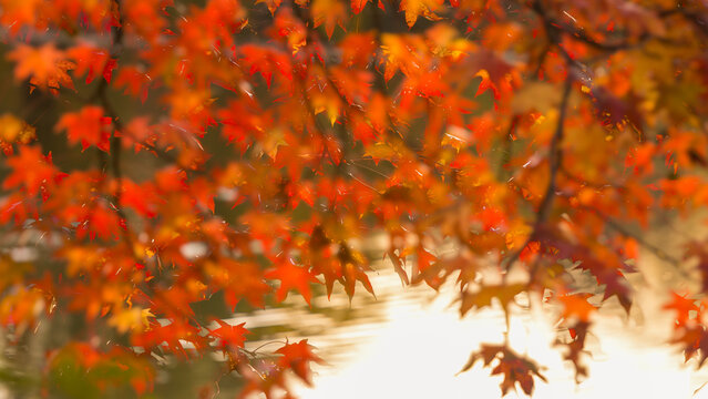 Autumn foliage with vibrant maple leaves glows in warm sunlight above shimmering water, capturing seasonal travel and nature relaxation in Central Park, Manhattan, New York City, USA.