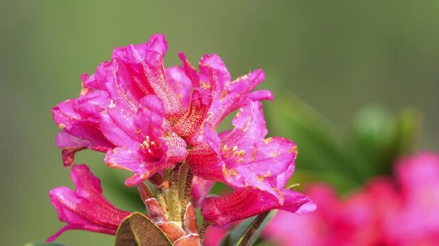Alpine Alpenrose, snow-rose, or rusty-leaved alpenrose (Rhododendron ferrugineum) in bloom with background
blurred