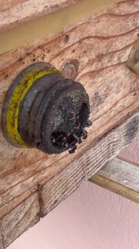 Close-up of a stingless bee nest entrance covered with thick propolis and surrounded by active stingless bees, highlighting natural hive behavior and pollinator ecology