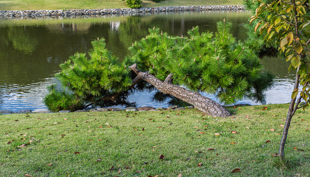 Magnificent pine tree stretching low over the pond at Hamarikyu Gardens October 2023