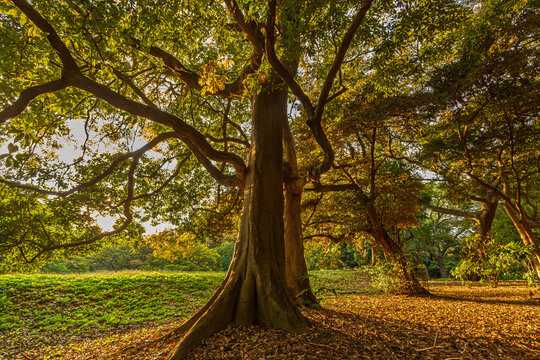 Majestic large tree with beautiful sunlight filtered through leaves at Hamarikyu Gardens October 2023