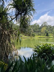 Obraz premium Scenic view of the lush tropical landscape inside the famous Singapore Botanic Gardens, famous green public park
