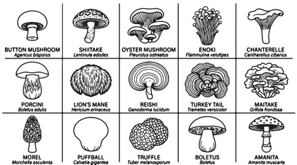 Mushroom icons, 16 types of fungi, edible mushroom illustrations, black and white vector graphics © Rosie