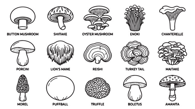 Mushroom icons, fungi illustrations, 16 black and white vector graphics, edible mushroom types, botanical drawings
