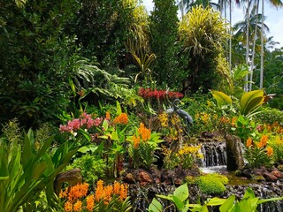 Beautiful exotic orchid flowers blooming in a lush tropical garden environment in Singapore National Orchid Garden. The Singapore Botanic Gardens, Singapore, South East Asia.  © Rubin