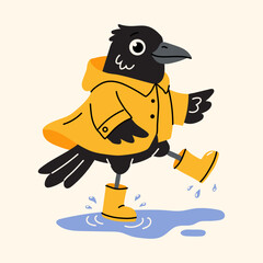 Fototapeta premium Funny Black Bird Walking Through Rain Puddle
