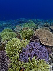 coral reef © 真美子 上村