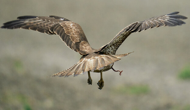 Buse variable en plein vol, vue de dos, ailes d&eacute;ploy&eacute;es avec sa proie. Action sur le vif, photographie animali&egrave;re dynamique d'un rapace en mouvement, faune sauvage