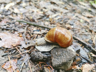 Roman snail (Helix pomatia) with a glossy brown spiral shell crawling over the forest floor among fallen leaves, a pine cone and stones. Pieniny, Dunajec Gorge, southern Poland. Close-up, no people. © GregMac Media
