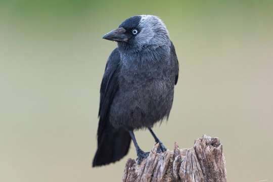 Western jackdaw - Coloeus monedula perched on a wooden stump in El Taray, Spain. Wildlife stock photo.