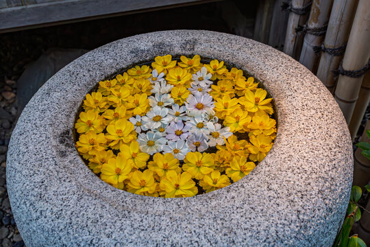 Hanachozu stone basin filled with colorful cosmos flowers at Hamarikyu Gardens October 2023