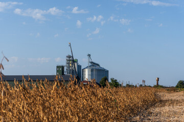Fototapeta premium View of a Farm With Grain Silos and a Field of Crops During a Clear Day in Autumn, Showcasing Agricultural Activity and Rural Landscape