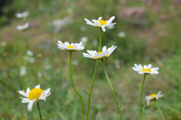 bellis perennis, A patch of vibrant green grass with a cluster of white daisies featuring bright yellow centers. Natural light illuminates the delicate petals. Springtime scene,  oxeye daisy © ASIF NASEEM