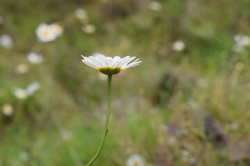 bellis perennis, A patch of vibrant green grass with a cluster of white daisies featuring bright yellow centers. Natural light illuminates the delicate petals. Springtime scene,  oxeye daisy © ASIF NASEEM