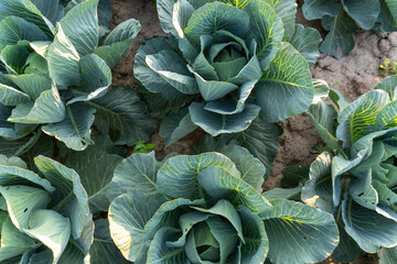 Obraz premium Cabbages Growing in a Field During the Day With Green Leaves and Soil Visible