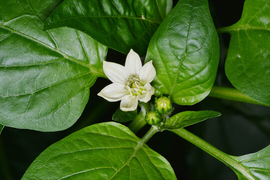 Paprika,  Gem&uuml;sepaprika, Capsicum annuum, Einzelbl&uuml;te,  Bl&uuml;tendetail
