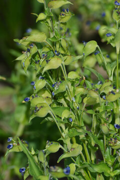 Knollige Tagblume, Commelina tuberosa