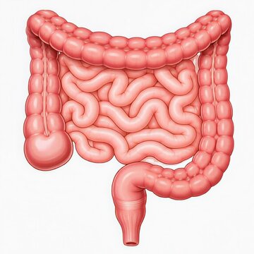 vector image of the large intestine and small intestine, which is represented by its smooth, reddish surface and its complex folds.