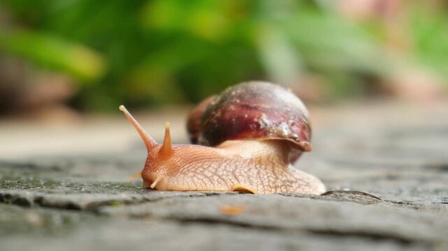 Achatina snail with brown shell moving on textured ground surface. Mollusk secretion harvesting and beauty ingredient production for anti-aging treatment