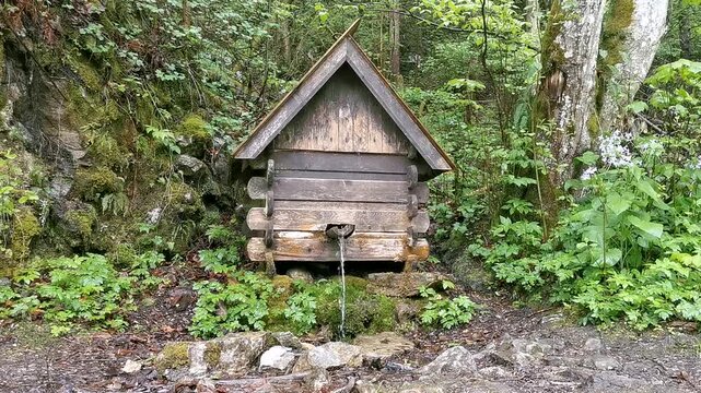 Spring water flowing from the wooden spout of a rustic log shelter over a natural forest spring, trickling into a mossy stone pool among green plants. Traditional water source in Poland, no people.