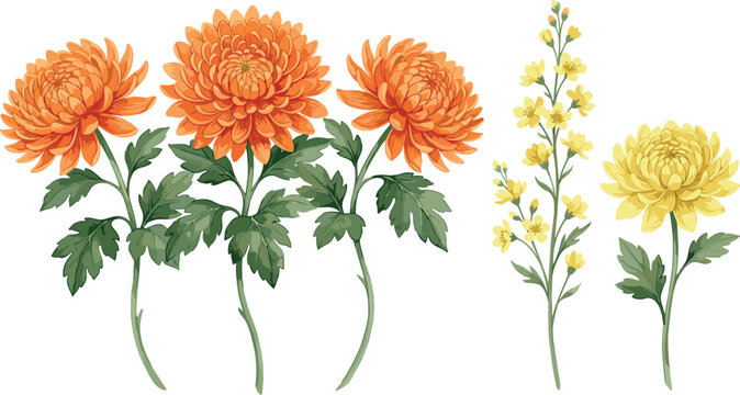 Orange and Yellow Chrysanthemum Flower Botanical Vector Collection with Hand Drawn Blossoms and Stems for Autumn Greeting Cards and Floral Surface Patterns