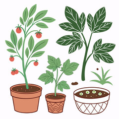 Fototapeta premium Hand drawn cartoon tomato plants growing with red tomatoes and green leaves in pots isolated vector art.