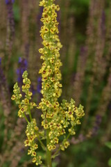 Obraz premium Königskerze, Schwarze Königskerze, Verbascum nigrum, Blüte