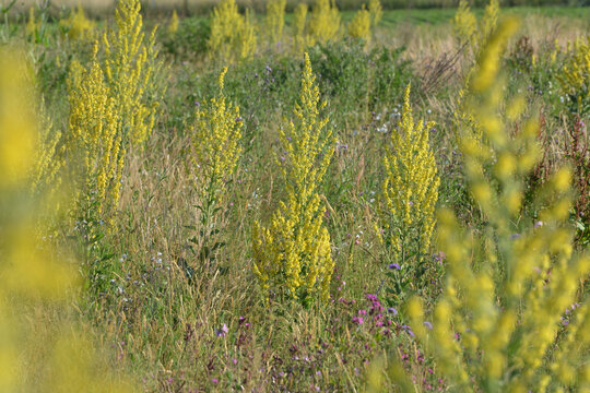 K&ouml;nigskerze, Mehlige K&ouml;nigskerze, Verbascum lychnitis, Bl&uuml;te, Bl&uuml;hfl&auml;che