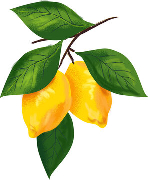 Lemon Branch Textured Hand Drawn Illustration
