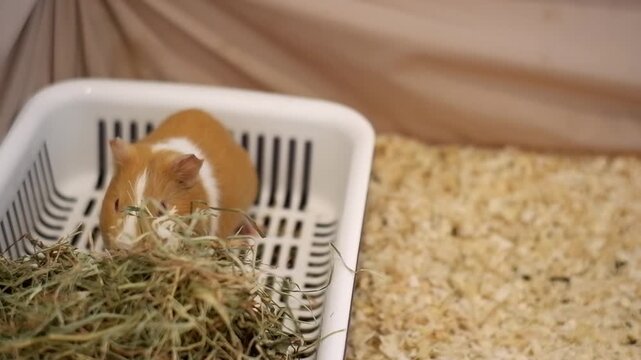 Adorable brown and white guinea pig munching on fresh hay in a white plastic feeder inside its cage